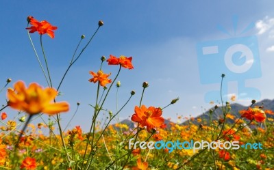 Cosmos Flowers Stock Photo