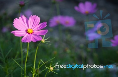 Cosmos Flowers Stock Photo