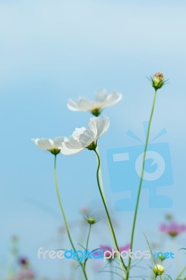 Cosmos Flowers Stock Photo