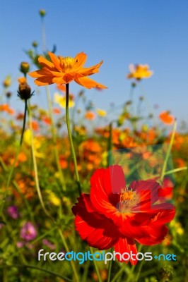 Cosmos Flowers Stock Photo