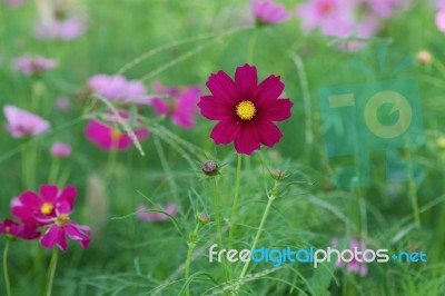 Cosmos Flowers Stock Photo