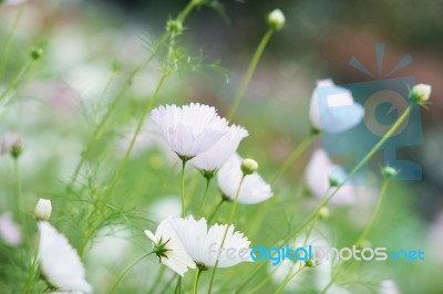 Cosmos Flowers Stock Photo