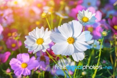 Cosmos Flowers Stock Photo