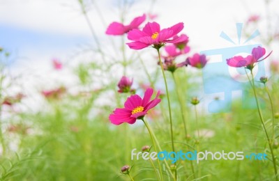 Cosmos Flowers At Beautiful In The Garden Stock Photo