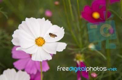 Cosmos Flowers At Beautiful In The Garden Stock Photo