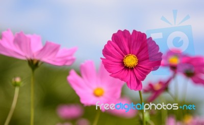 Cosmos Flowers At Beautiful In The Garden Stock Photo