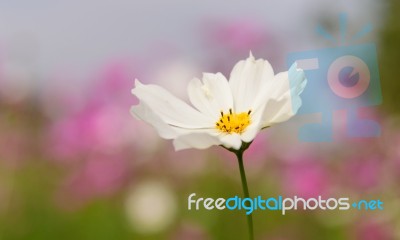 Cosmos Flowers At Beautiful In The Garden Stock Photo