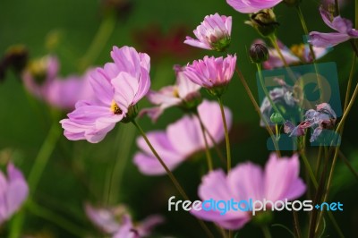 Cosmos Flowers Field Stock Photo