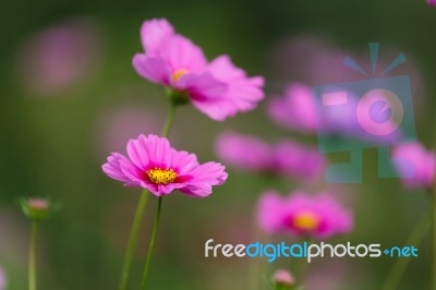 Cosmos Flowers Field Stock Photo