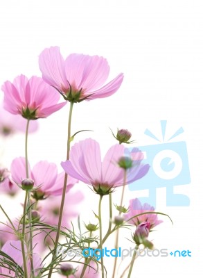 Cosmos Flowers Isolated On White Stock Photo