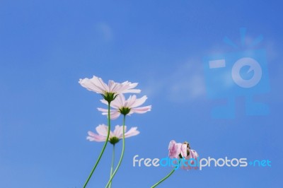 Cosmos Flowers With Blue Sky Stock Photo