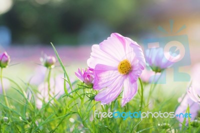 Cosmos In Garden With Sunlight Stock Photo