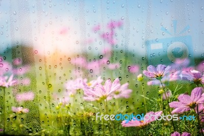 Cosmos Looking Through The Glass In Winter Stock Photo