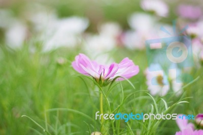 Cosmos On Field Stock Photo