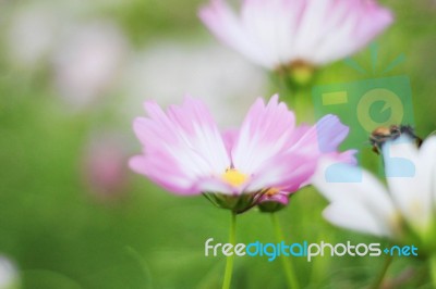 Cosmos On Green Nature Stock Photo