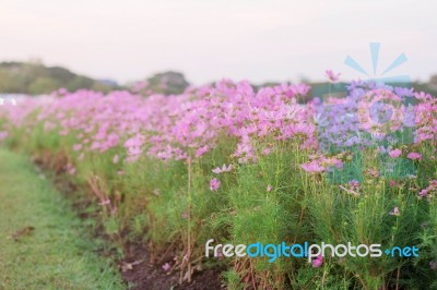 Cosmos On Plants With Beautiful Stock Photo