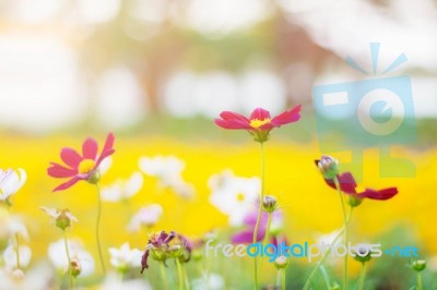 Cosmos On The Field Stock Photo