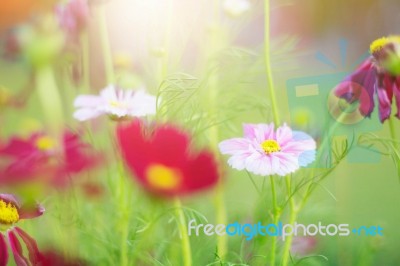 Cosmos With Background Blurred Stock Photo