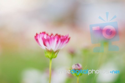 Cosmos With Beautiful Of Blurred Stock Photo