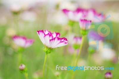 Cosmos With Green Nature Stock Photo