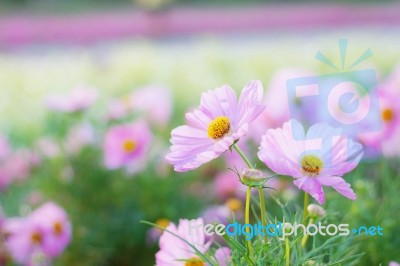 Cosmos With Morning Sunshine Stock Photo