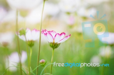 Cosmos With Refreshing At Nature Stock Photo