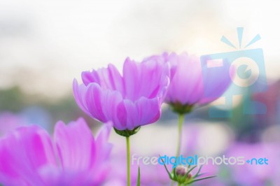 Cosmos With Refreshing At Sky Stock Photo