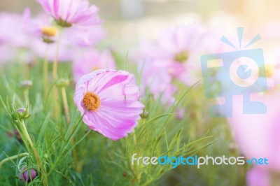 Cosmos With Sunrise Stock Photo