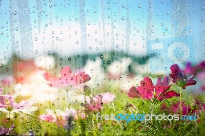 Cosmos With Water Droplets On Glass Stock Photo