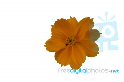 
Cosmos Yellow Flowers Isolated White Backdrop Beautifully Clear… Stock Photo