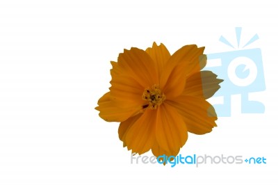 
Cosmos Yellow Flowers Isolated White Backdrop Beautifully Clear… Stock Photo