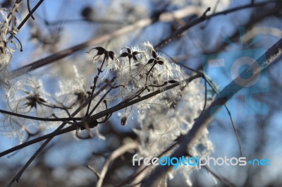 Cotinus Coggygria Stock Photo