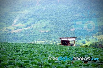 Cottage Garden Cabbage Grown On The Mountain Stock Photo