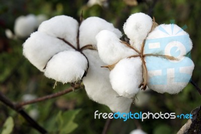 Cotton Stock Photo