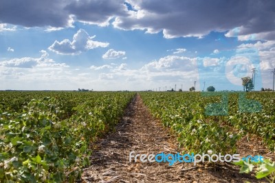 Cotton Field In Oakey Stock Photo