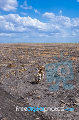 Cotton Field In Oakey Stock Photo