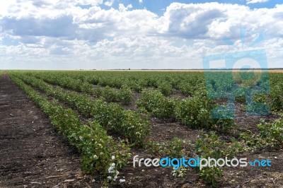 Cotton Field In Oakey Stock Photo