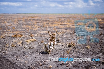 Cotton Field In Oakey Stock Photo