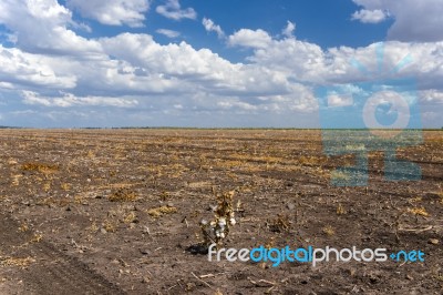 Cotton Field In Oakey Stock Photo