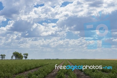 Cotton Field In Oakey Stock Photo