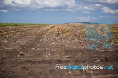 Cotton Field In Oakey Stock Photo