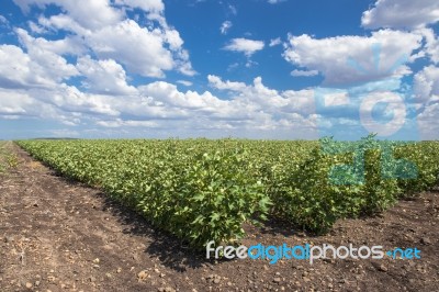 Cotton Field In Oakey Stock Photo