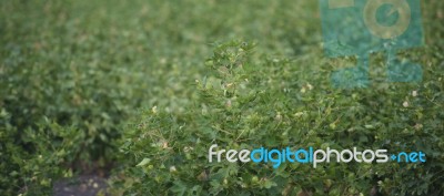 Cotton Field In Oakey Stock Photo