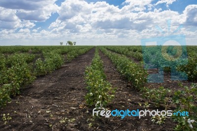 Cotton Field In Oakey Stock Photo