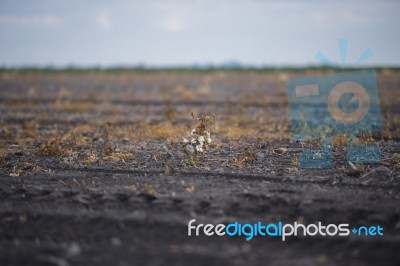 Cotton Field In Oakey Stock Photo