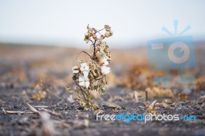 Cotton Field In Oakey Stock Photo