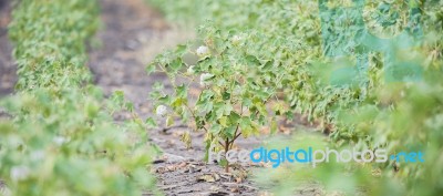 Cotton Field In Oakey Stock Photo