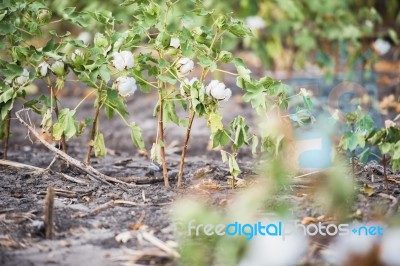 Cotton Field In Oakey Stock Photo