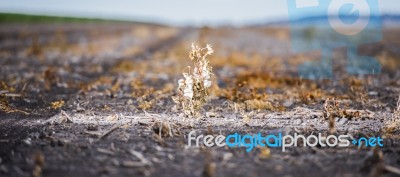 Cotton Field In Oakey Stock Photo