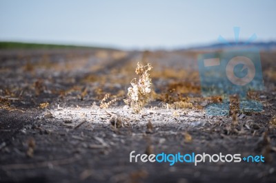 Cotton Field In Oakey Stock Photo